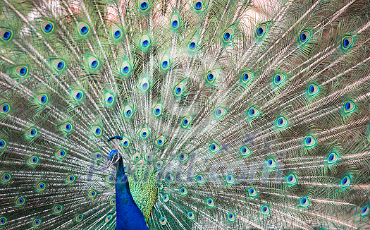 Splendid peacock with feathers out (Pavo cristatus) (shallow DOF; color toned image) Splendid peacock with feathers out (Pavo cristatus) (shallow DOF; color toned image)