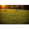 Sheep grazing on lush green pastures in warm evening light