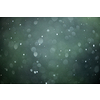 Rain falling from the sky, bringint the very needed humidity to the nature