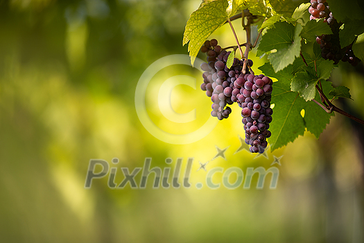 Large bunches of red wine grapes hang from an old vine in warm afternoon light Large bunches of red wine grapes hang from an old vine in warm afternoon light