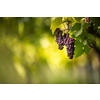 Large bunches of red wine grapes hang from an old vine in warm afternoon light