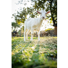 Cute goats on an organic farm, looking happy, grazing outdoors - respectful animal farming