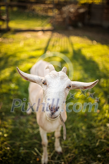 Cute goats on an organic farm, looking happy, grazing outdoors - respectful animal farming Cute goats on an organic farm, looking happy, grazing outdoors - respectful animal farming