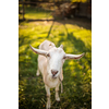 Cute goats on an organic farm, looking happy, grazing outdoors - respectful animal farming