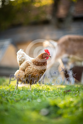 Hen in a farmyard (Gallus gallus domesticus) Hen in a farmyard (Gallus gallus domesticus)