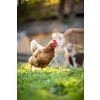 Hen in a farmyard (Gallus gallus domesticus)