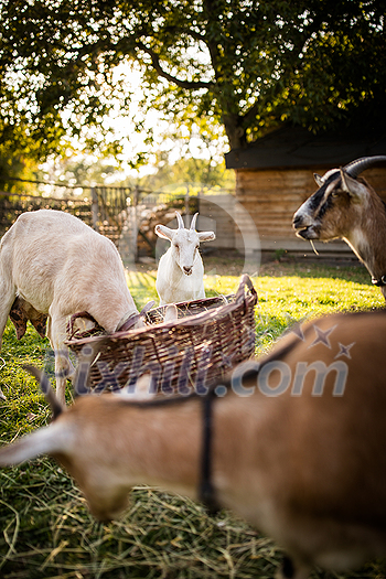 Cute goats on an organic farm, looking happy, grazing outdoors - respectful animal farming Cute goats on an organic farm, looking happy, grazing outdoors - respectful animal farming