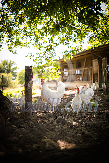Free range chicken coop, aviary. Domestic bird. Beautiful rooster. Agriculture. Chickens and roosters. Farm animals Free range chicken coop, aviary. Domestic bird. Beautiful rooster. Agriculture. Chickens and roosters. Farm animals