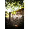 Free range chicken coop, aviary. Domestic bird. Beautiful rooster. Agriculture. Chickens and roosters. Farm animals