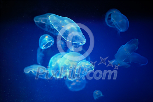 Blue medusa jellyfish floating underwater Blue medusa jellyfish floating underwater