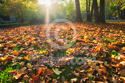 Golden autumn fall October in famous Munich relax place - Englischer Garten. English garden with fallen leaves and golden sunlight. Munchen, Bavaria, Germany Golden autumn fall October in famous Munich relax place - Englischer Garten. English garden with fallen leaves and golden sunlight. Munchen, Bavaria, Germany
