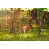 Beautiful male chital or spotted deer grazing in grass in Ranthambore National Park, Rajasthan, India