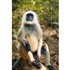 Indian common Gray langur or Hanuman langur monkey ape eating grass and looking around in jungle. Ranthambore national park, Rajasthan, India