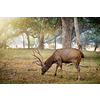 Male sambar (Rusa unicolor) deer eating tree leaves in the forest. Sambar is large deer native to the Indian subcontinent and listed as vulnerable spices. Ranthambore National Park, Rajasthan, India