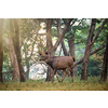 Male sambar (Rusa unicolor) deer eating tree leaves in the forest. Sambar is large deer native to the Indian subcontinent and listed as vulnerable spices. Ranthambore National Park, Rajasthan, India