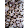 Fresh garlic close up.