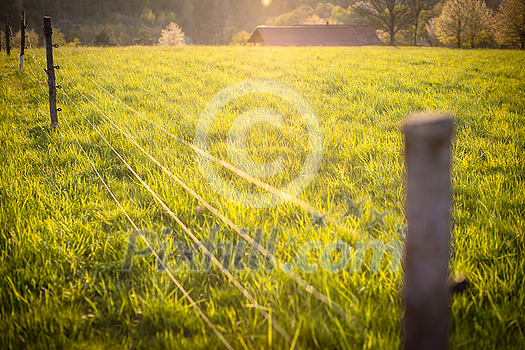 Electric fence around a pasture with animals grazing on fresh pasture grass Electric fence around a pasture with animals grazing on fresh pasture grass