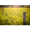 Electric fence around a pasture with animals grazing on fresh pasture grass