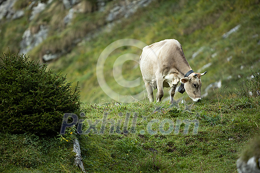 Cow grazing on a green alpine meadow in the Swiss Alps, Switzerland Cow grazing on a green alpine meadow in the Swiss Alps, Switzerland