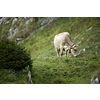 Cow grazing on a green alpine meadow in the Swiss Alps, Switzerland