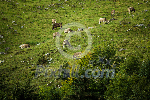 Cow grazing on a green alpine meadow in the Swiss Alps, Switzerland Cow grazing on a green alpine meadow in the Swiss Alps, Switzerland