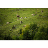 Cow grazing on a green alpine meadow in the Swiss Alps, Switzerland