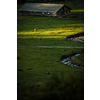 Cow grazing on a green alpine meadow in the Swiss Alps, Switzerland