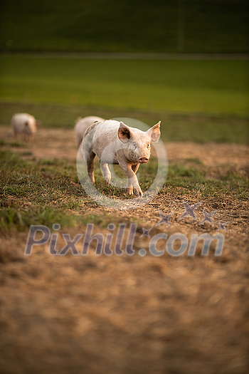 Pigs eating on a meadow in an organic meat farm - telephoto lens shot with good compression, tack sharp Pigs eating on a meadow in an organic meat farm - telephoto lens shot with good compression, tack sharp