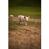 Pigs eating on a meadow in an organic meat farm - telephoto lens shot with good compression, tack sharp