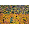 Beautiful mixed deciduous and coniferous forest with colorful trees. Top aerial view from drone above woodland area.