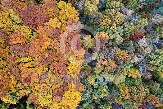Drone view of beautiful natural landscape of colorful fall leaves on trees. Seamless pattern of autumn forest area. Drone view of beautiful natural landscape of colorful fall leaves on trees. Seamless pattern of autumn forest area.