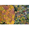 Drone view of beautiful natural landscape of colorful fall leaves on trees. Seamless pattern of autumn forest area.