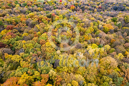 Bird's eye view from drone above colorful fall leaves on trees. Golden warm autumn at forest plantation. Seasonal nature concept. Bird's eye view from drone above colorful fall leaves on trees. Golden warm autumn at forest plantation. Seasonal nature concept.
