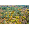 Top aerial view of autumn forest with colorful trees. Scenic mixed coniferous and deciduous woodland. Travel and nature concept.