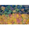 Bird's eye view from drone on mixed coniferous and deciduous forest during warm autumn season. Natural wallpaper and backdrop.