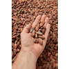 From above of faceless man demonstrating handful of organic unpeeled beans of Theobroma cacao tree