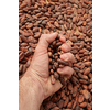 From above crop male hand taking pile of organic unpeeled raw beans of cocoa tree