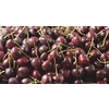 Tracking slow motion video of a wet ripe red cherries fruits. Close-up cherries background with drops of water on berries. Soft focus. Shallow depth of field. 4K video.