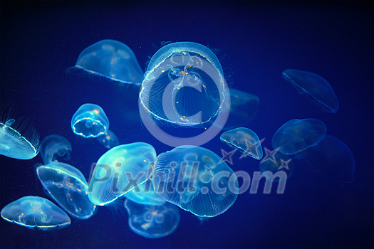 Blue medusa jellyfish floating underwater Blue medusa jellyfish floating underwater
