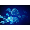 Blue medusa jellyfish floating underwater