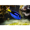 Paracanthurus hepatus blue surgeonfish underwater in sea with corals in background