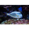 Colorful tropical fish Sohal Surgeonfish Acanthurus Sohal sohal tang underwater