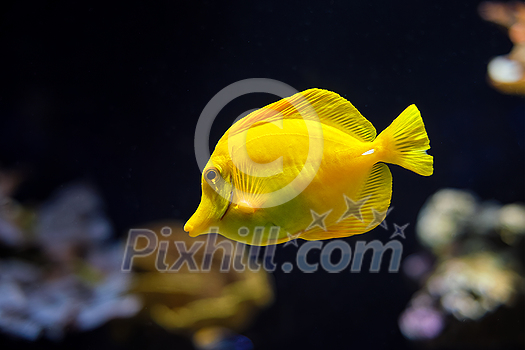 Yellow tang Zebrasoma flavescens fish underwater in sea with corals in background. Yellow tang is very popular aquarium fish Yellow tang Zebrasoma flavescens fish underwater in sea with corals in background. Yellow tang is very popular aquarium fish