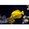 Yellow tang Zebrasoma flavescens fish underwater in sea with corals in background. Yellow tang is very popular aquarium fish