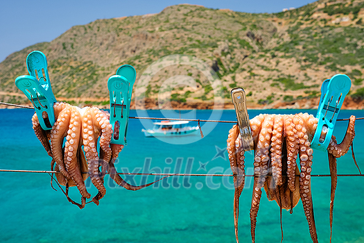 Fresh octopus drying on the rope on sun with turquoise water of Aegean sea with fishing boat on background, Crete island, Greece. Delicious calamari seafood of mediterranean cuisine