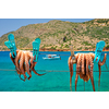 Fresh octopus drying on the rope on sun with turquoise water of Aegean sea with fishing boat on background, Crete island, Greece. Delicious calamari seafood of mediterranean cuisine