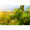 Wineyard with grape rows. Crete island, Greece