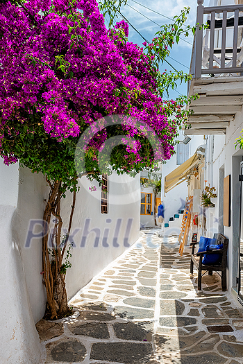 Picturesque narrow street with traditional whitewashed houses with blooming bougainvillea flowers of Naousa town in famous tourist attraction Paros island, Greece