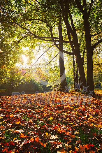 Golden autumn fall October in famous Munich relax place - Englishgarten. English garden with fallen leaves and golden sunlight. Munchen, Bavaria, Germany Golden autumn fall October in famous Munich relax place - Englishgarten. English garden with fallen leaves and golden sunlight. Munchen, Bavaria, Germany