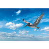 Flying brown pelican isolated on white background